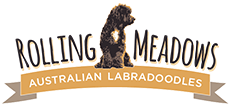 Rolling Meadows Australian Labradoodles