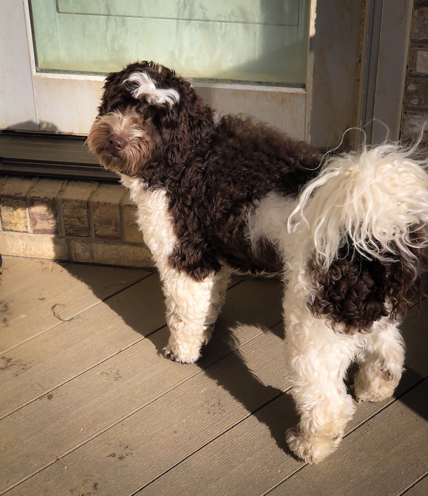 Sire:  Harmony Hills Huxley — Chocolate and White Parti Male Owned by: Jenny Cranfill-Blume of Swinging Gates Labradoodles __  https://swinginggatelabradoodles.com/