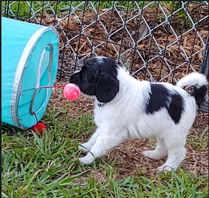 Sammy Patch   Living with an Older Cousin Josey in Fort Myers FL   Went through hurricane Ian and survived.   He loves his new family and is learning to swim, and learning more basics.