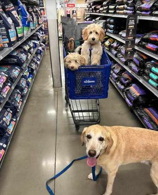 Gracie and Moose with their older Step Brother shopping at PetSmart.   They got adopted together.  Living in Plain City OH